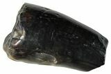 Dinosaur-Eating Crocodile (Sarcosuchus) Tooth - Niger #282101-1